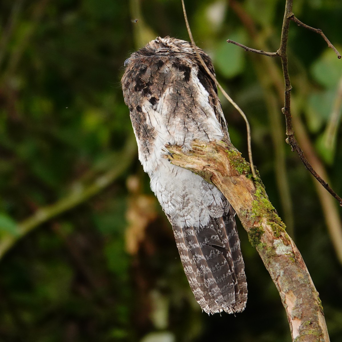 Common Potoo - ML645831879
