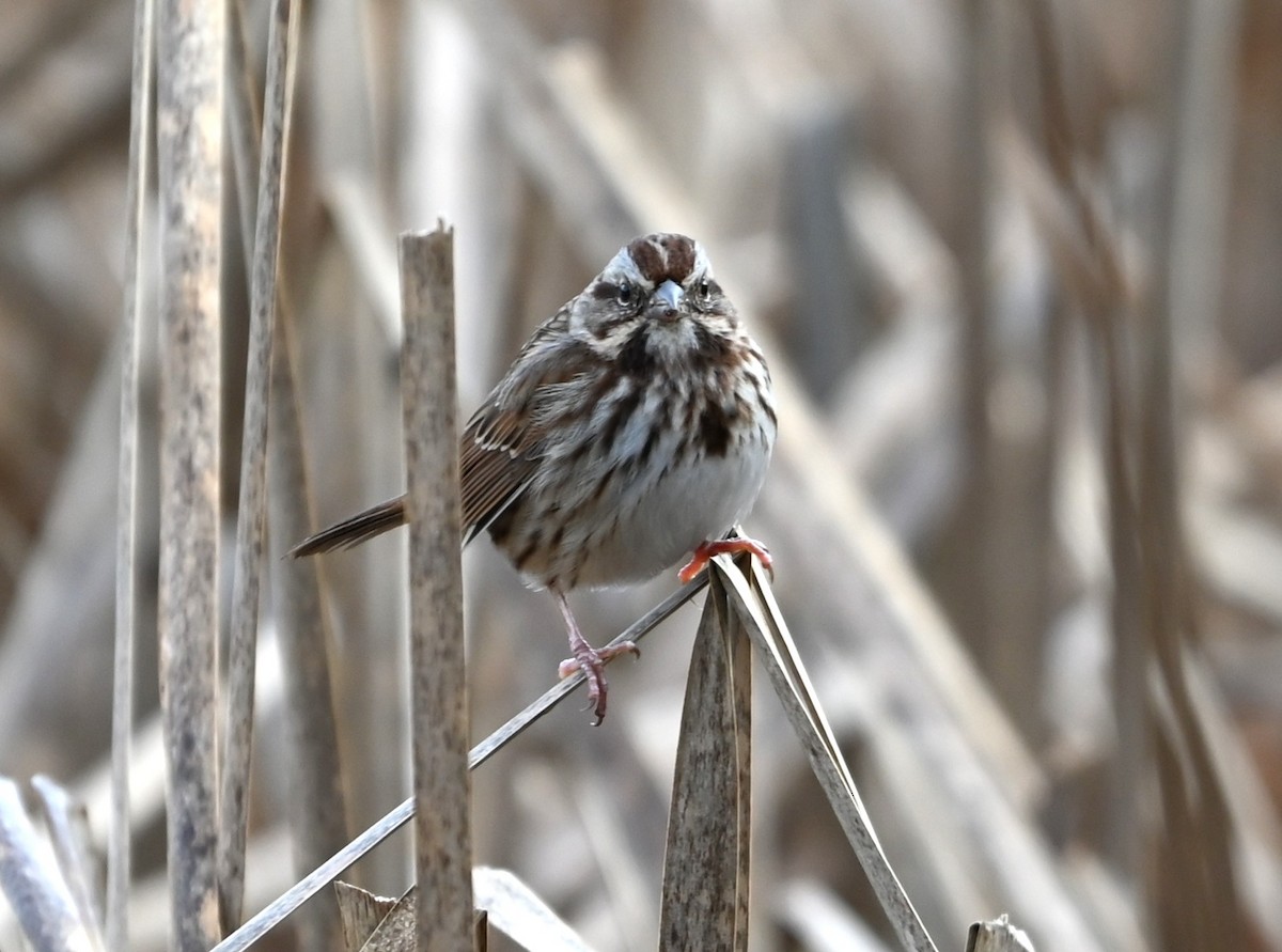 Song Sparrow - ML645831880