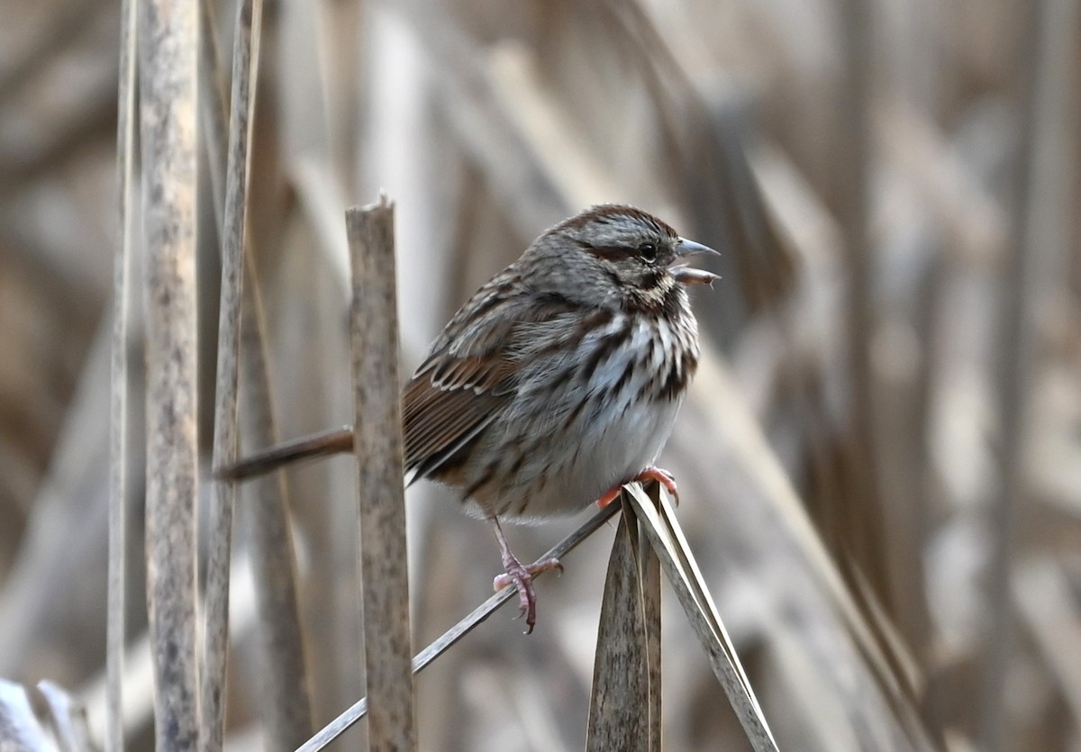 Song Sparrow - ML645831881