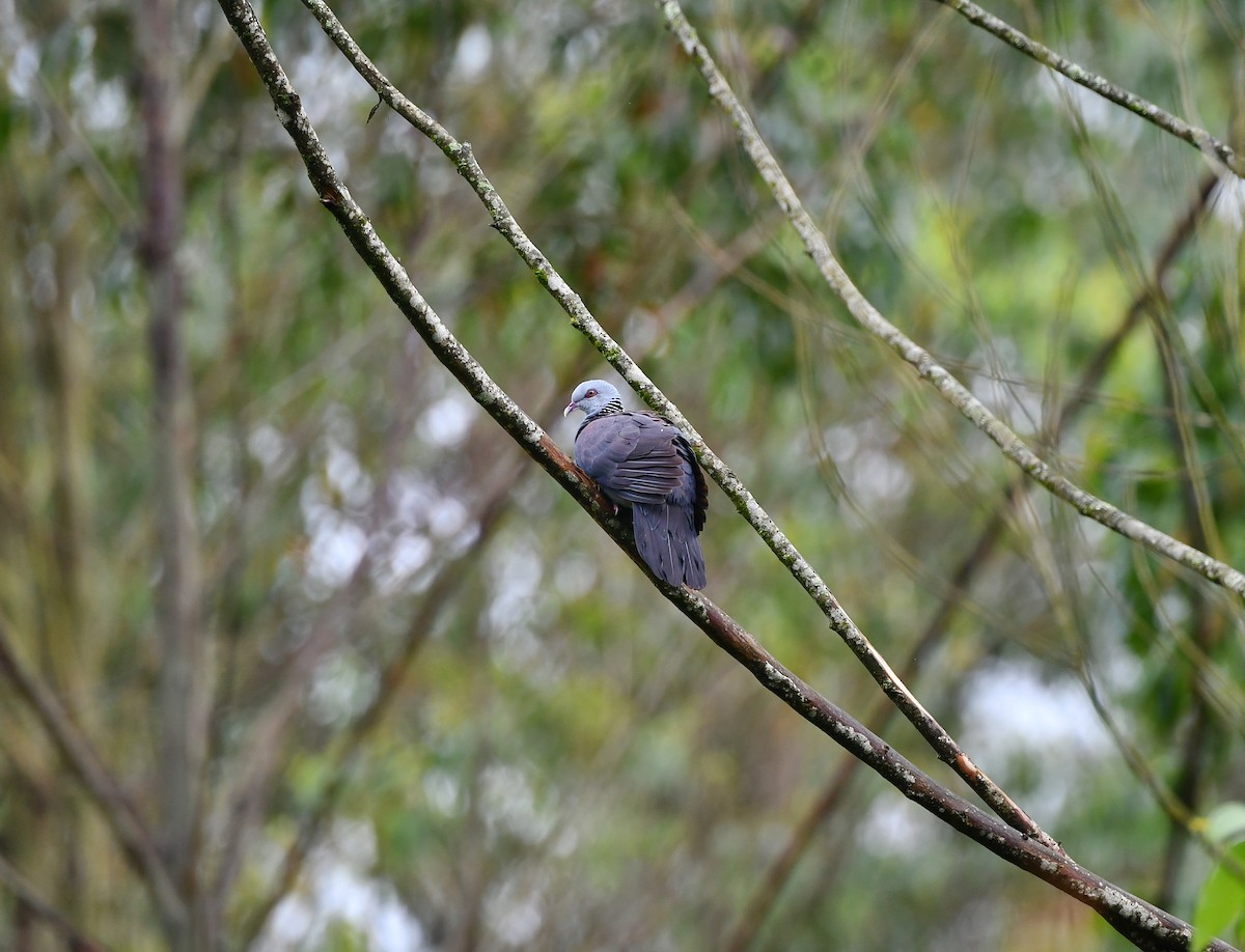 Nilgiri Wood-Pigeon - ML645831883