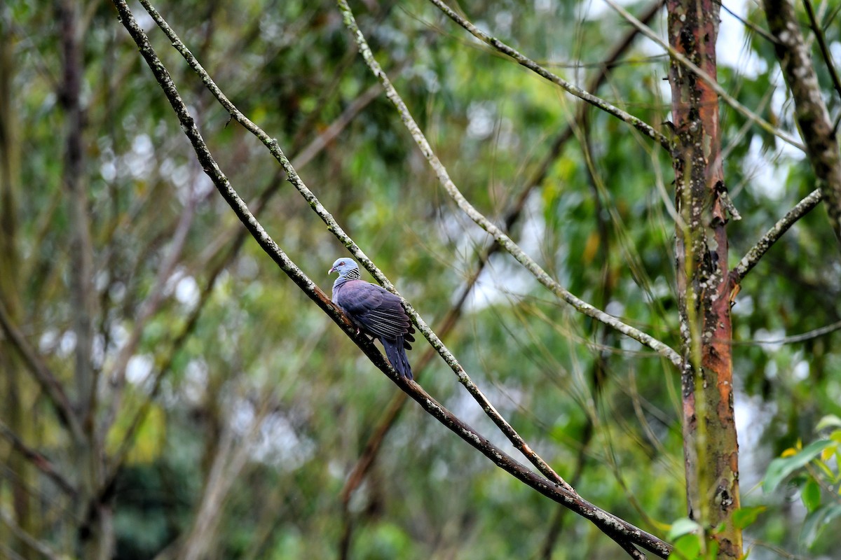 Nilgiri Wood-Pigeon - ML645831884