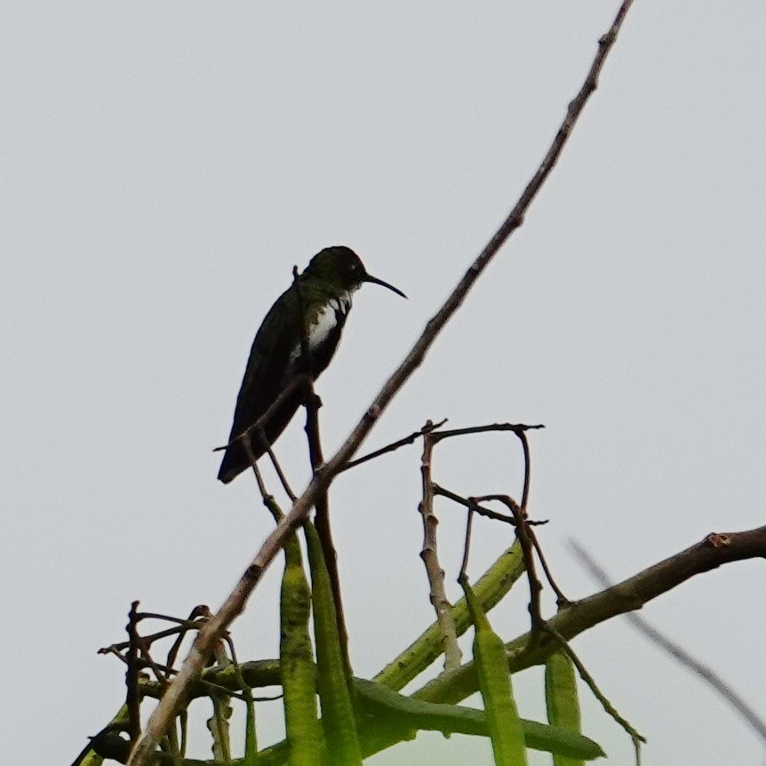 Black-throated Mango - ML645831885