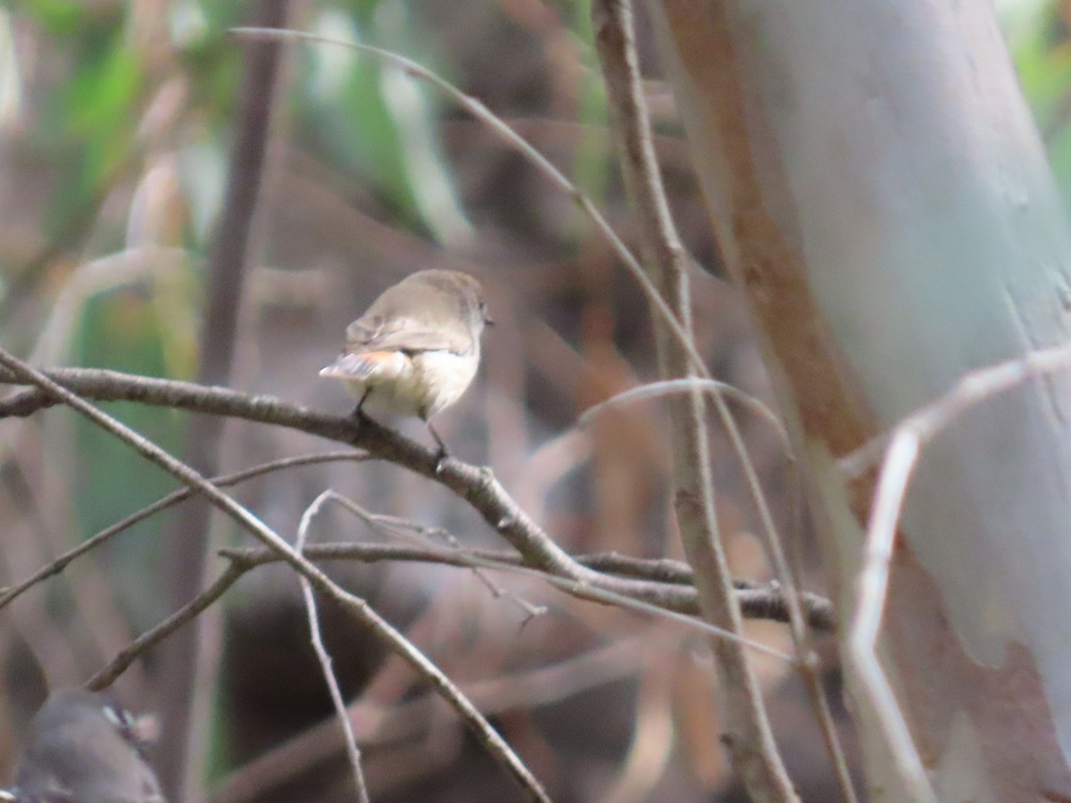 Chestnut-rumped Thornbill - ML645831886