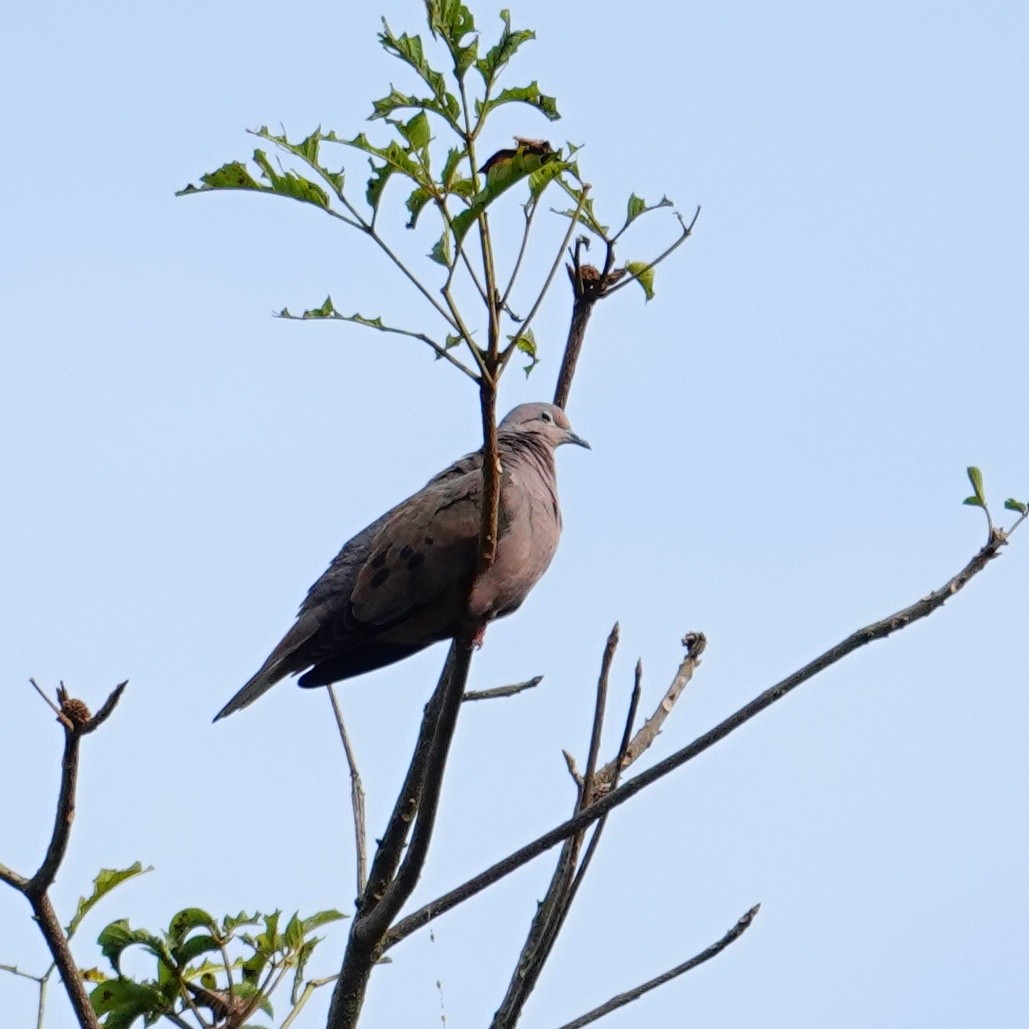 Eared Dove - ML645831887