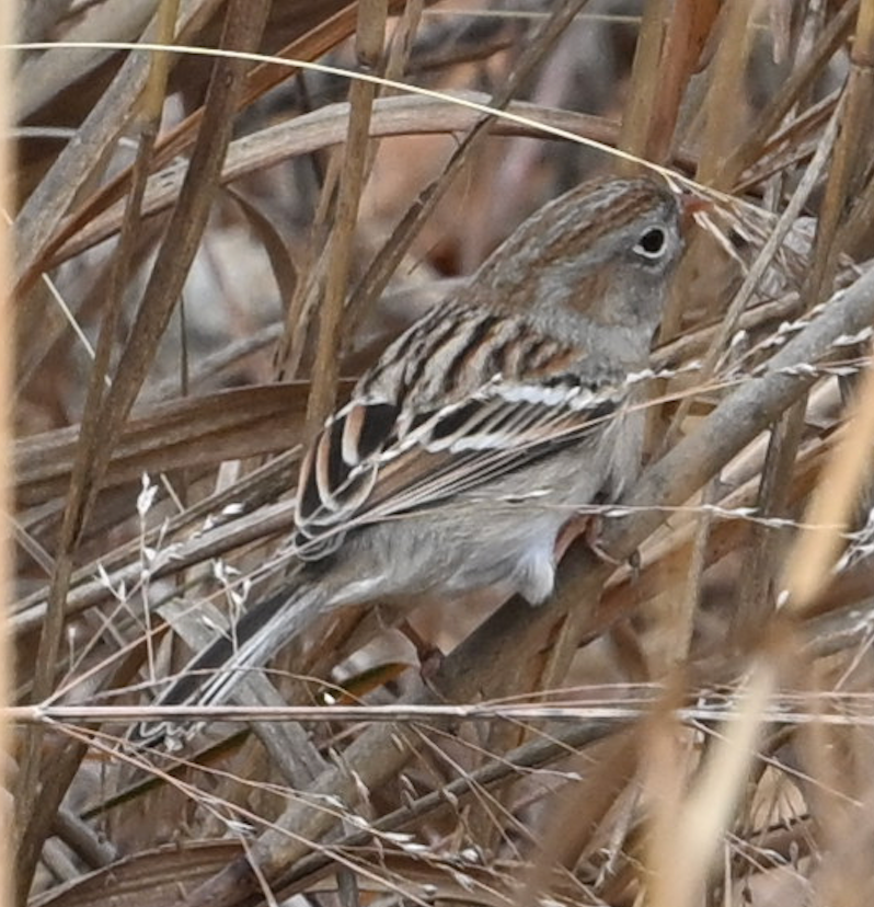 Field Sparrow - ML645831888