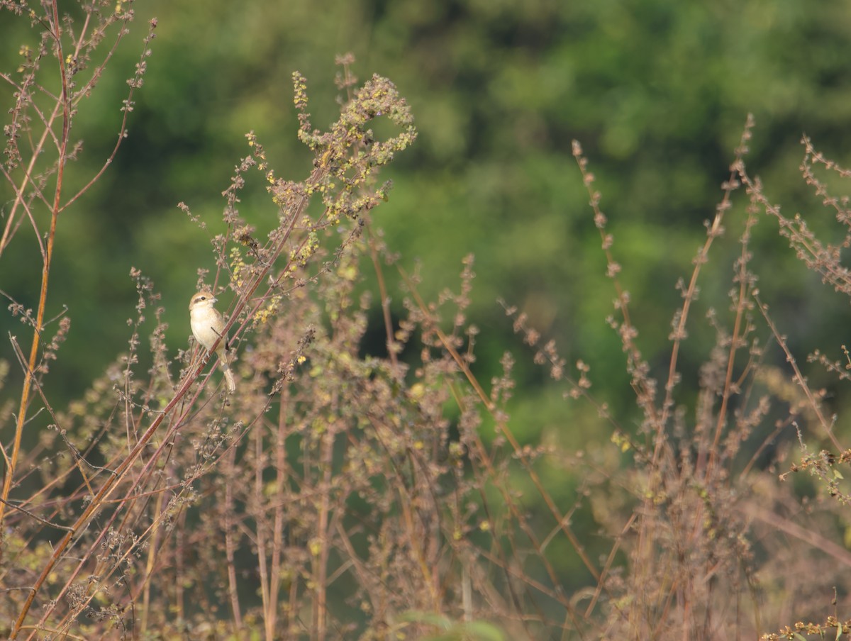 Brown Shrike - ML645831889