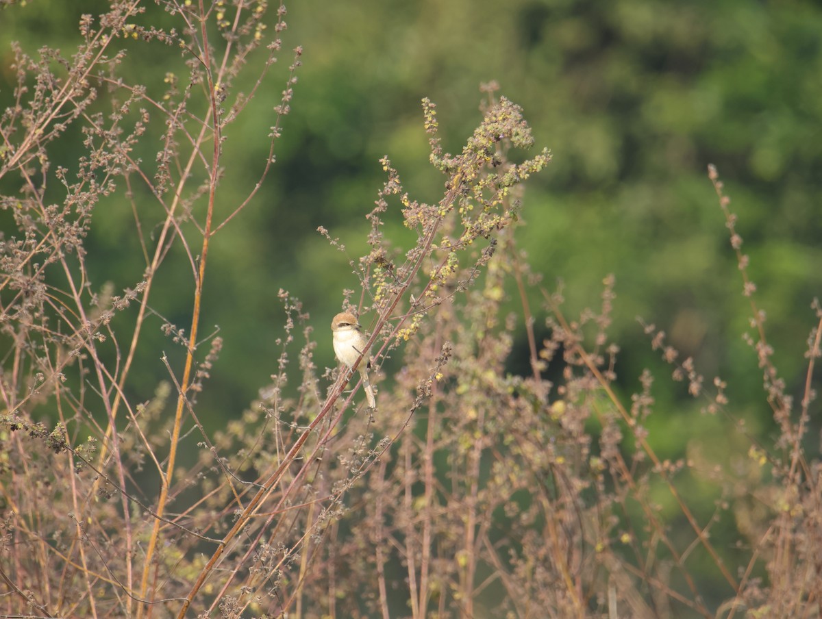 Brown Shrike - ML645831890