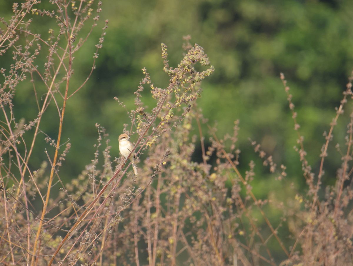 Brown Shrike - ML645831891