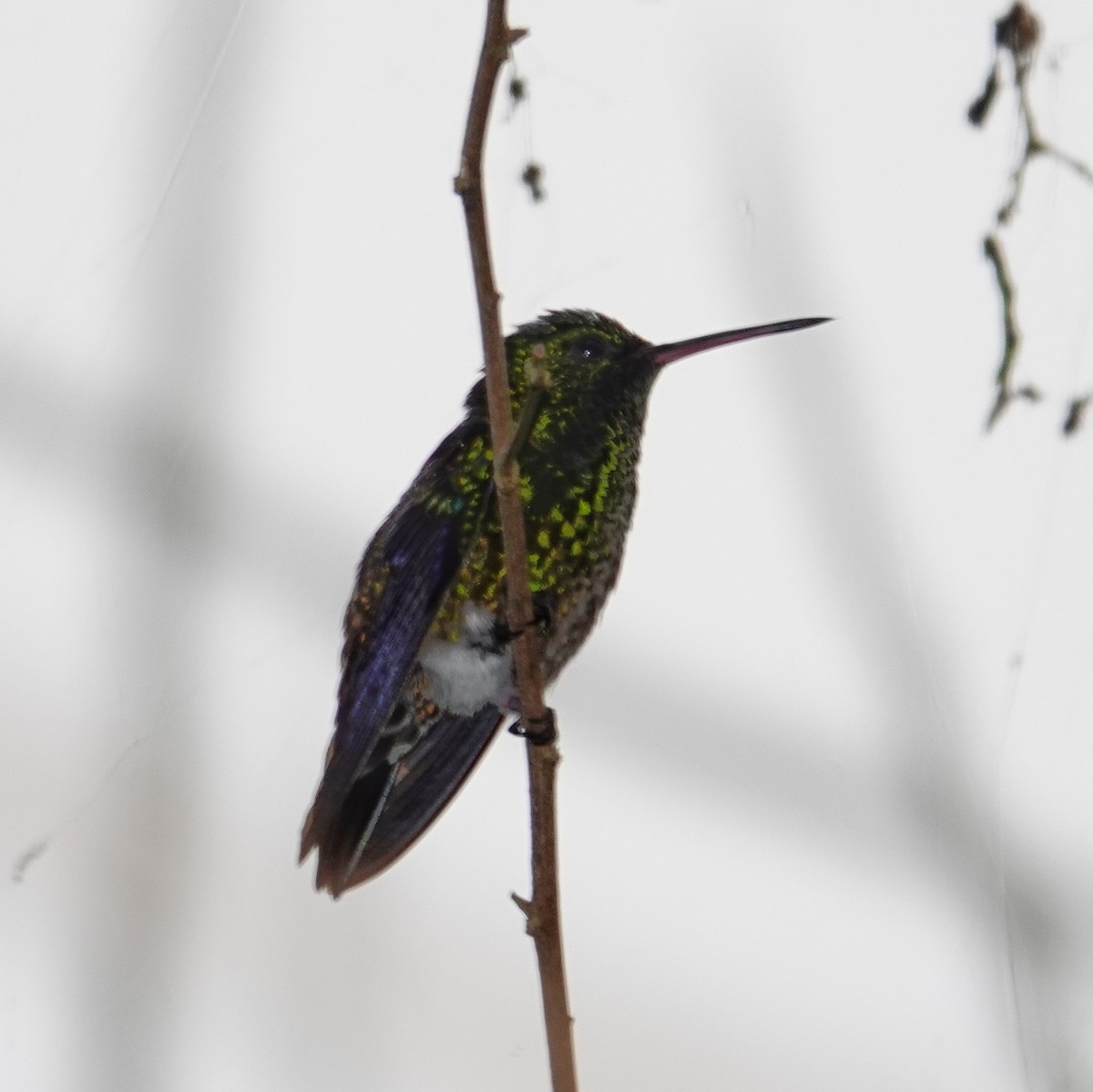 Steely-vented Hummingbird - ML645831892