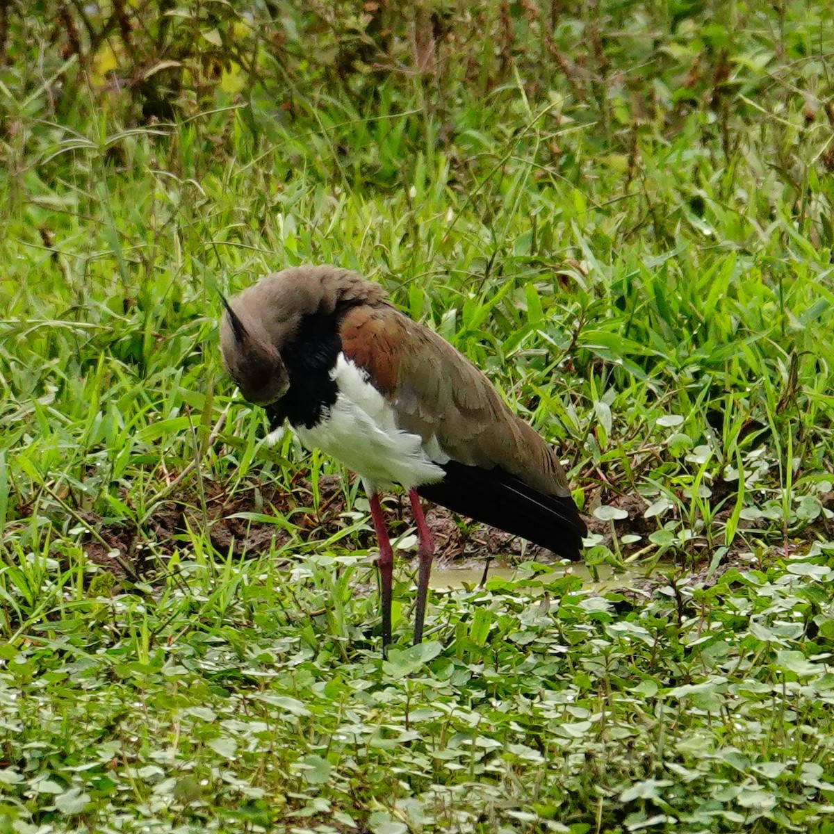 Southern Lapwing - ML645831894
