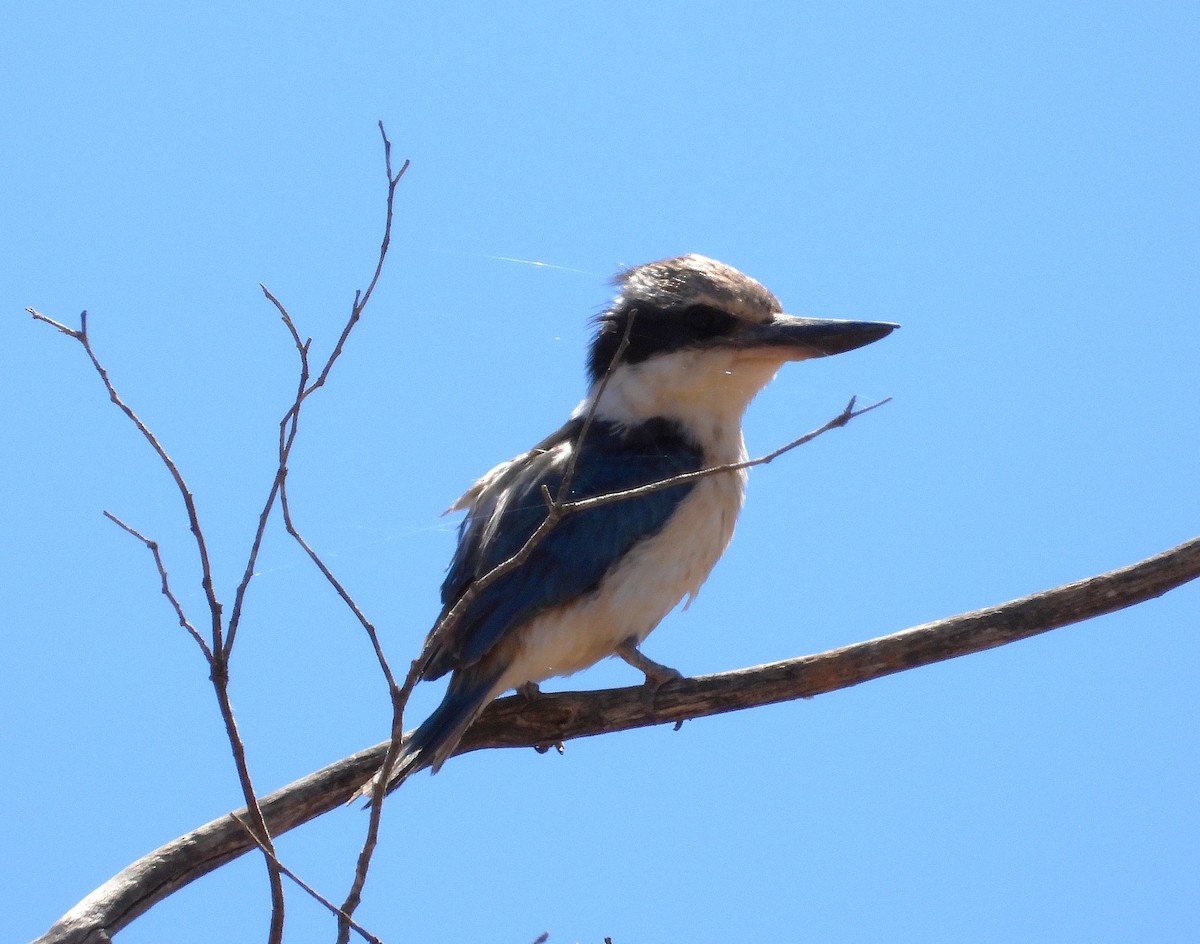 Red-backed Kingfisher - ML645831895