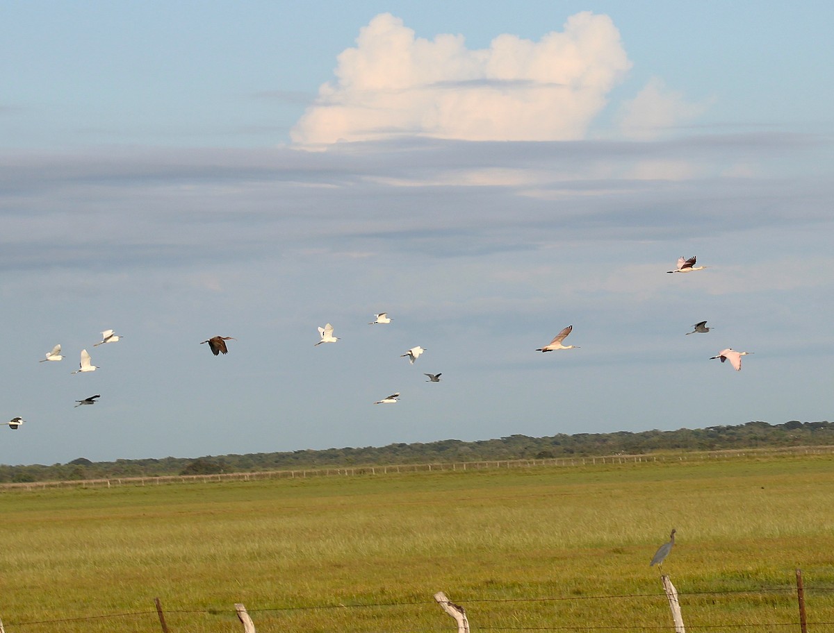 Roseate Spoonbill - ML645831896