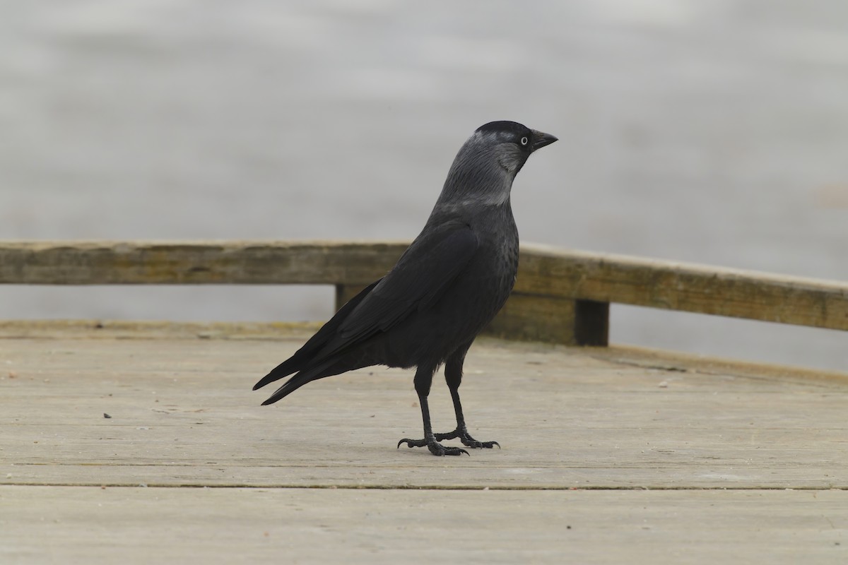Eurasian Jackdaw - ML645831897