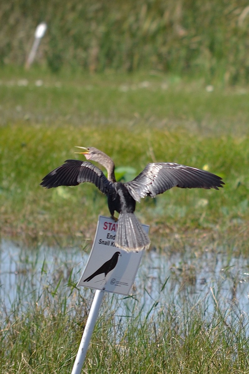 Anhinga - ML645831898