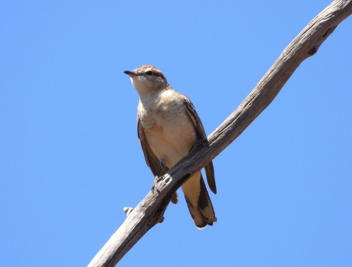 White-winged Triller - ML645831899