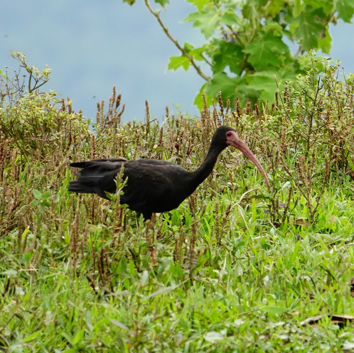 Bare-faced Ibis - ML645831900