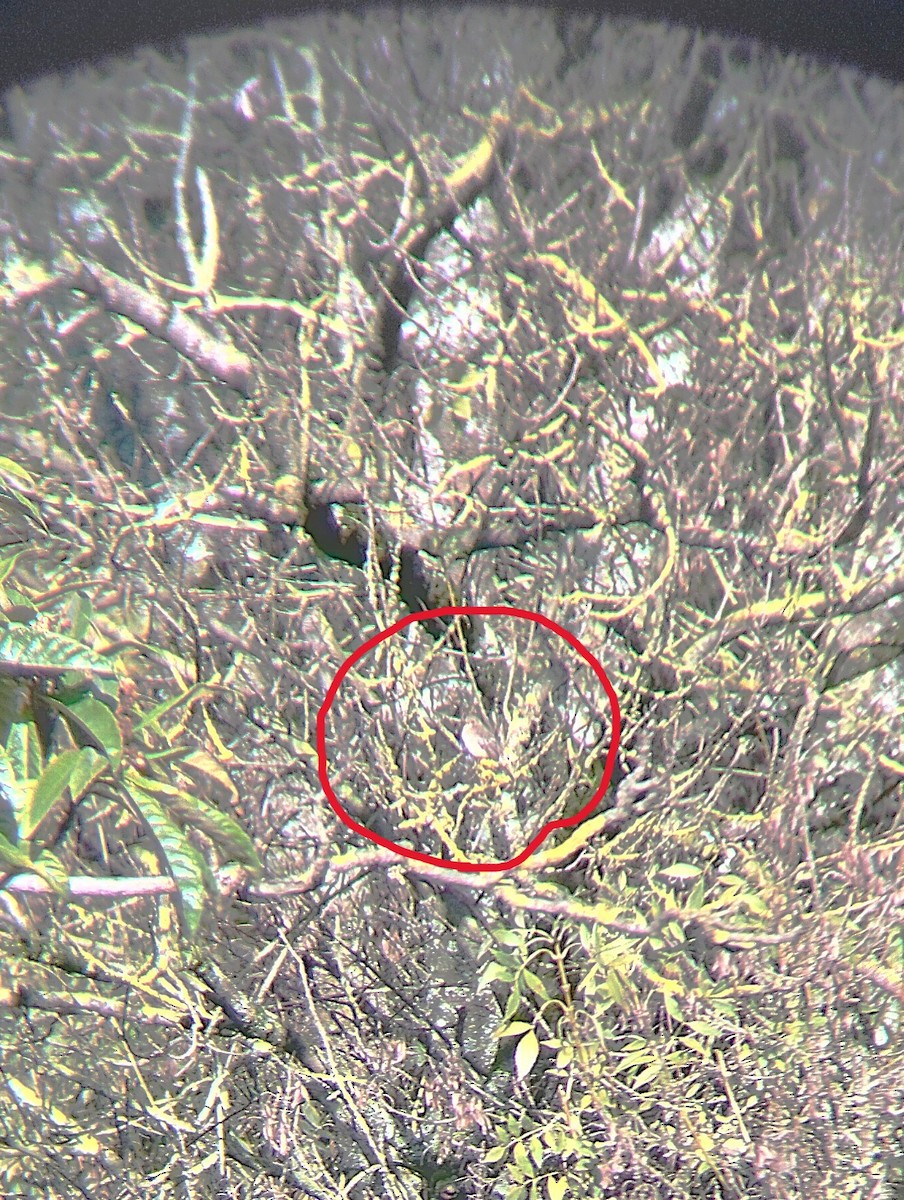 Spotted Flycatcher - ML645831904