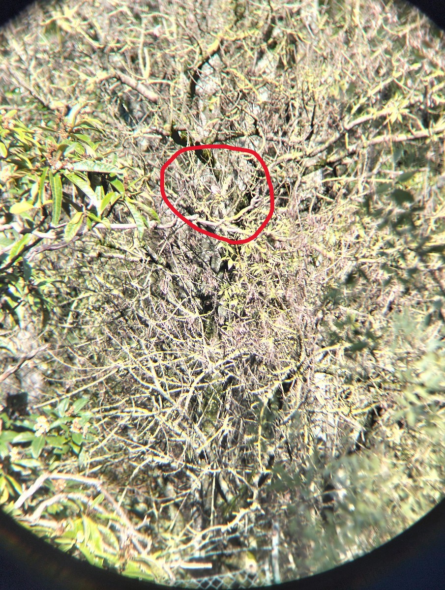 Spotted Flycatcher - ML645831905