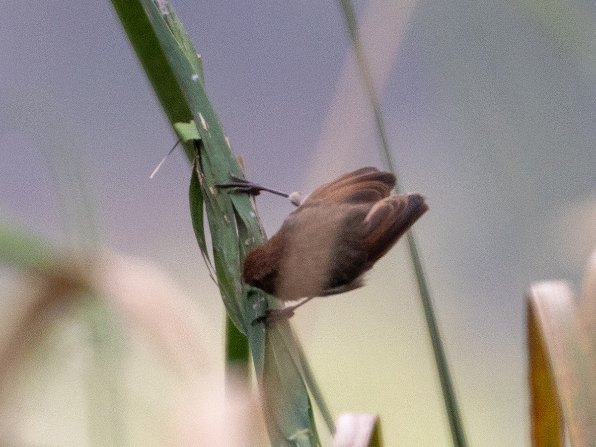 Vinous-throated Parrotbill - ML645831906