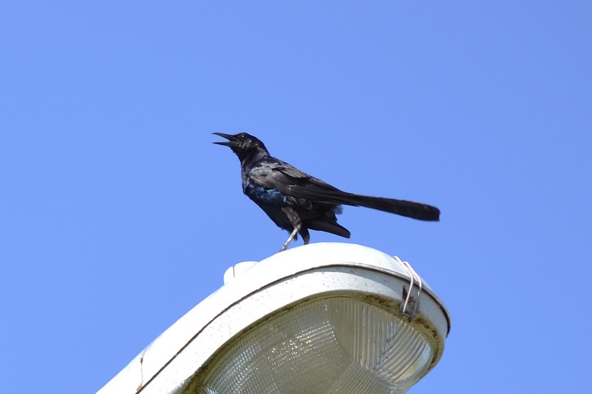 Common Grackle - ML645831907