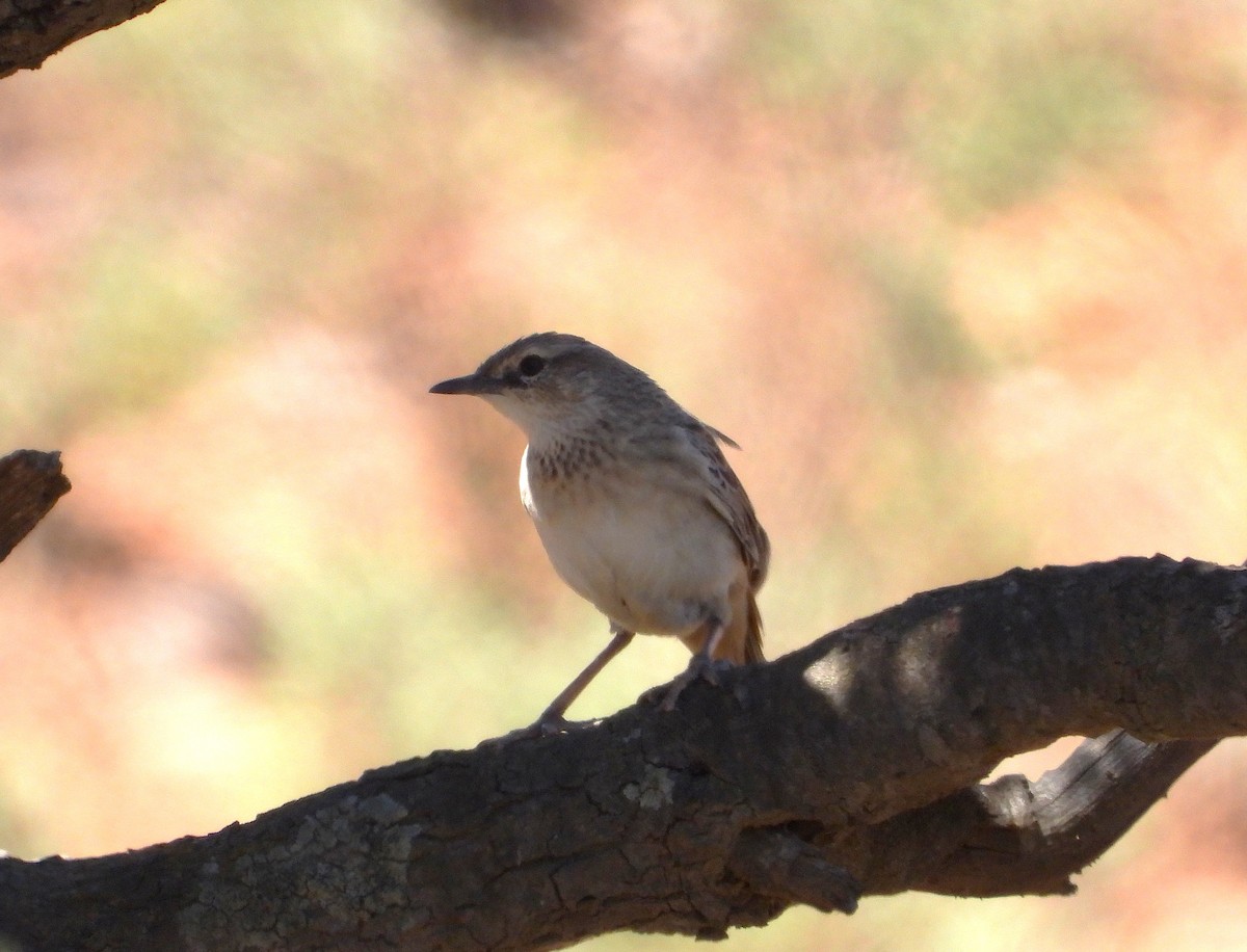 Rufous Songlark - ML645831908
