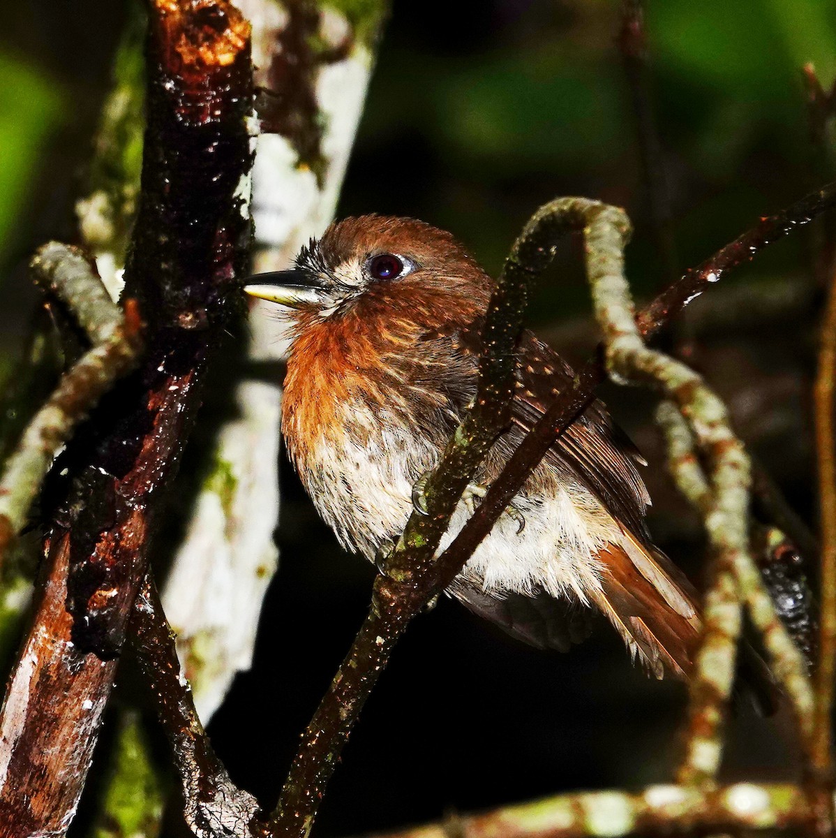 Moustached Puffbird - ML645831909