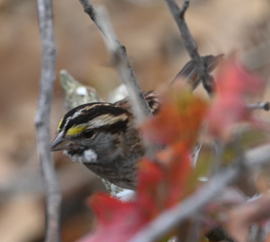 White-crowned Sparrow - ML645831913