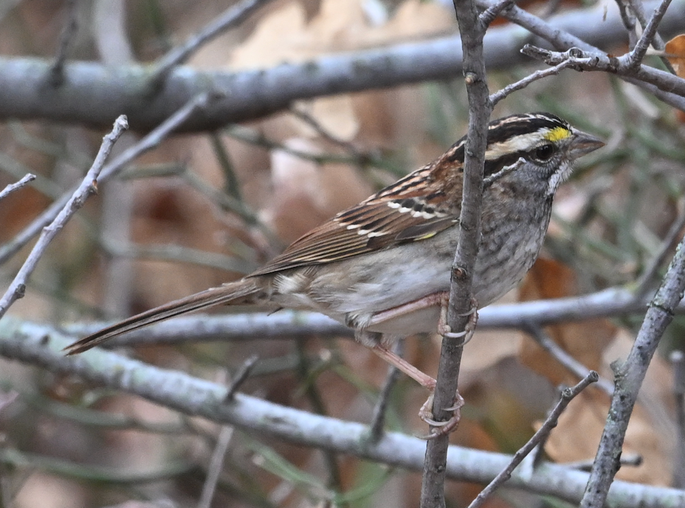 White-crowned Sparrow - ML645831914