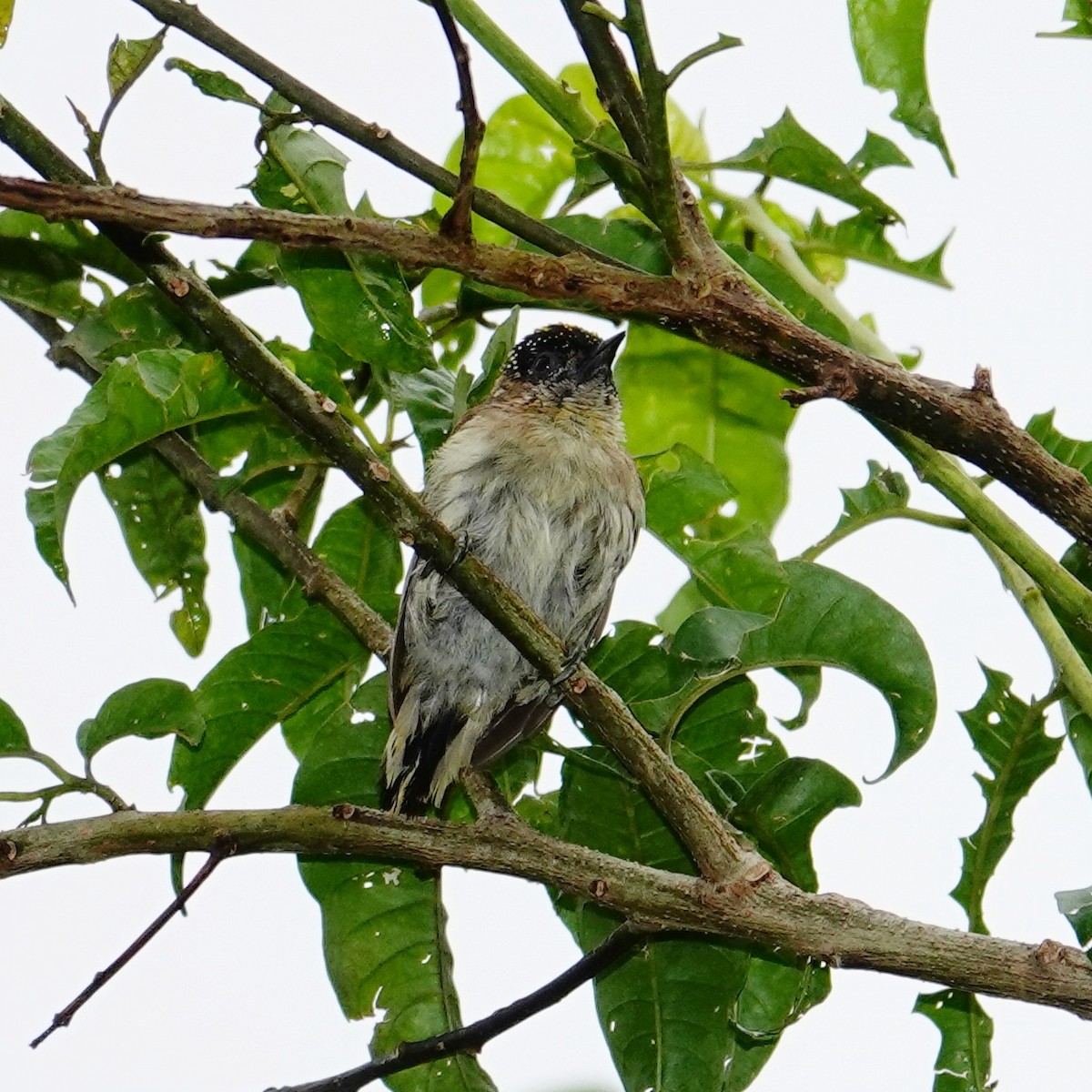 Grayish Piculet - ML645831915