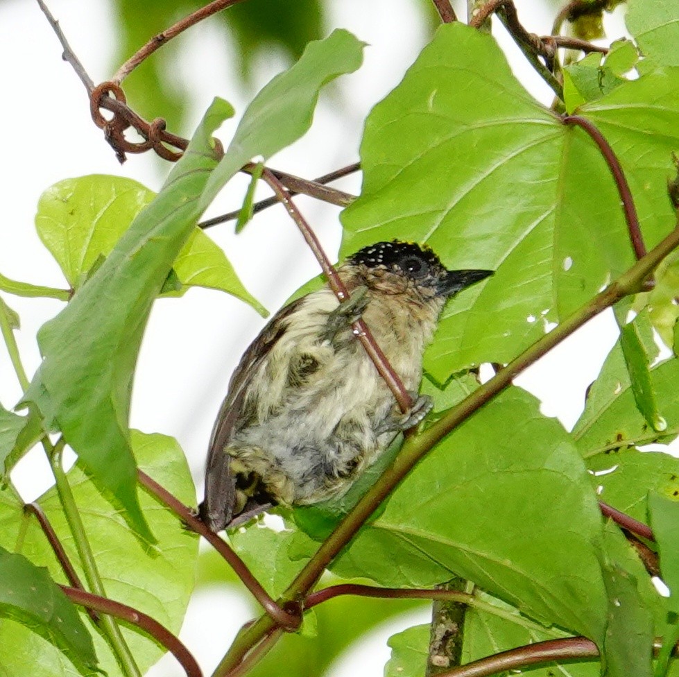 Grayish Piculet - ML645831916