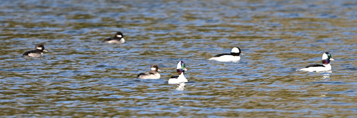 Bufflehead - ML645831917