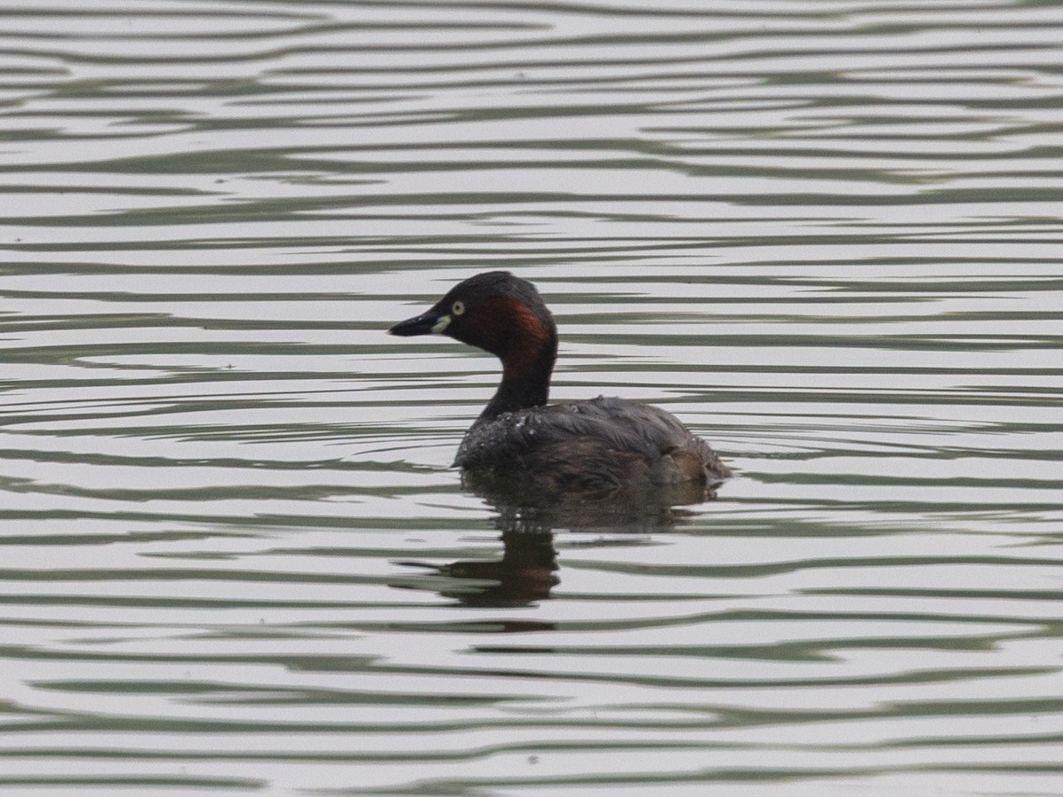 Little Grebe - ML645831918