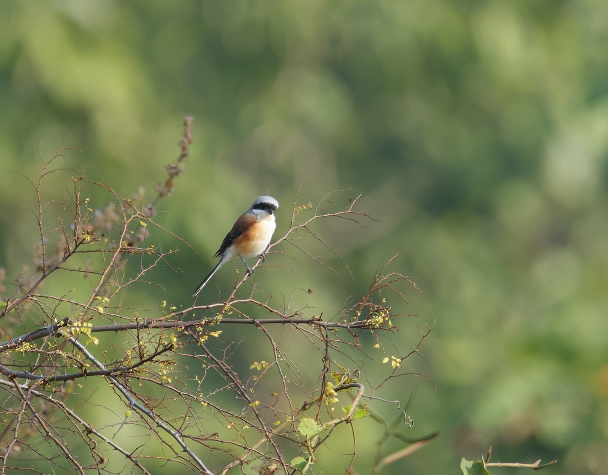 Long-tailed Shrike - ML645831921