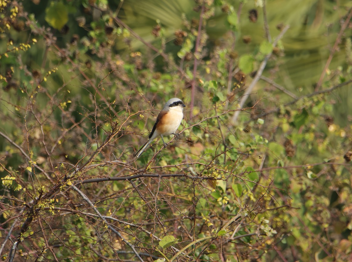 Long-tailed Shrike - ML645831922