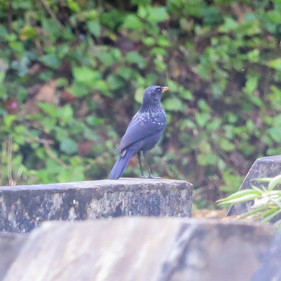 Blue Whistling-Thrush - ML645831925