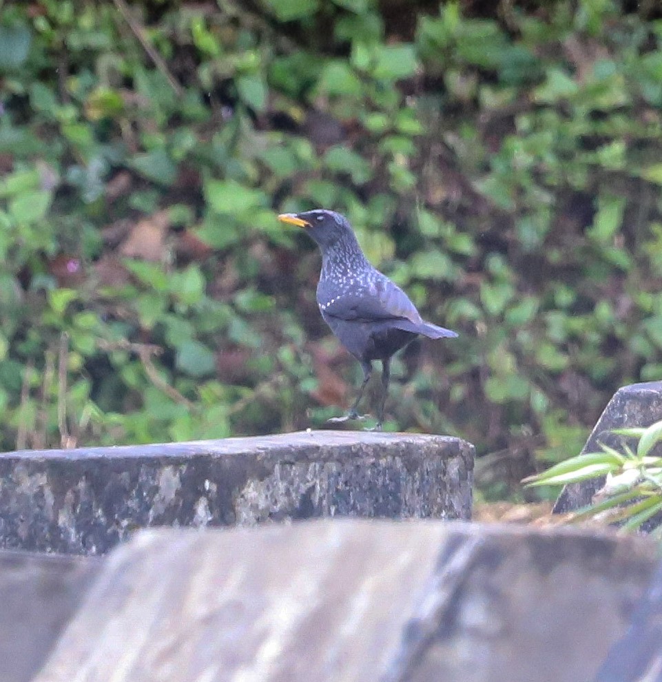 Blue Whistling-Thrush - ML645831926