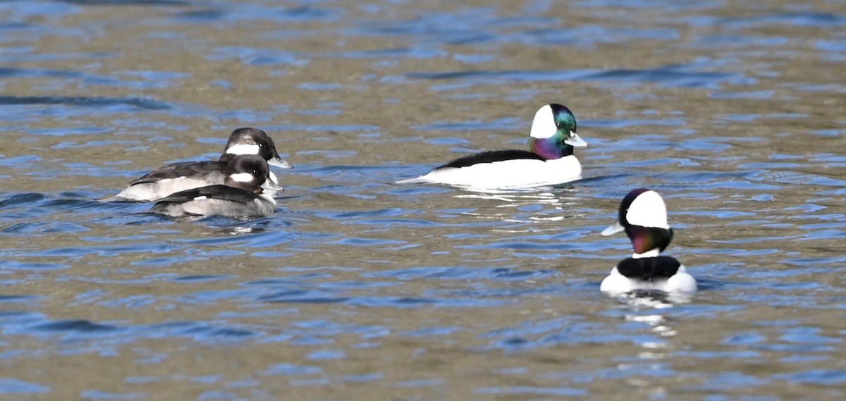 Bufflehead - ML645831927