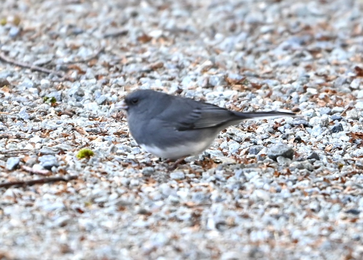 Dark-eyed Junco - ML645831931