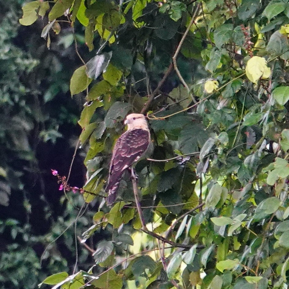 Yellow-headed Caracara - ML645831933