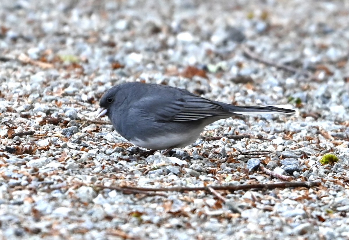 Dark-eyed Junco - ML645831935