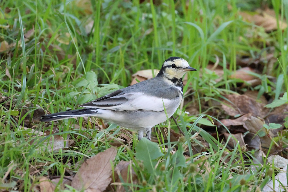 White Wagtail - ML645831937