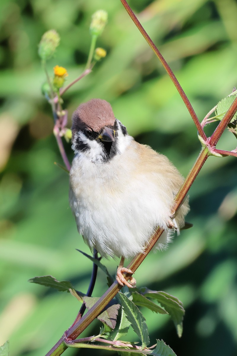 Eurasian Tree Sparrow - ML645831940