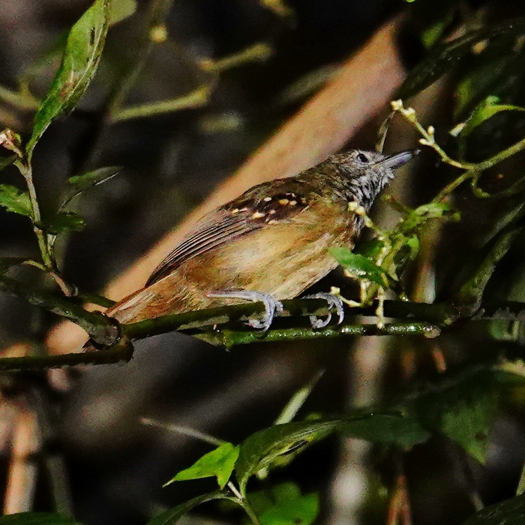 Black-crowned Antshrike - ML645831941