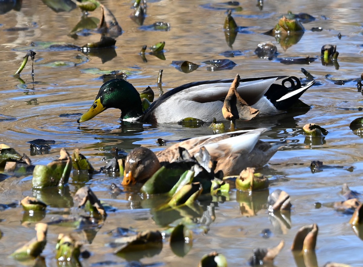 Mallard - ML645831944