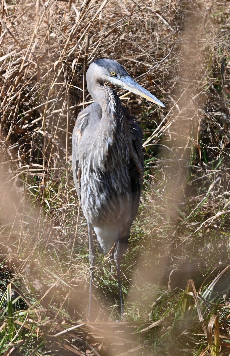 Great Blue Heron - ML645831945