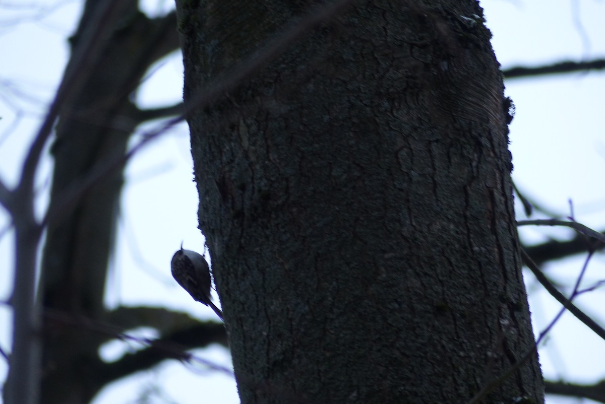 Short-toed Treecreeper - ML645831946