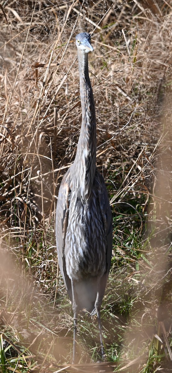 Kanadareiher - ML645831947