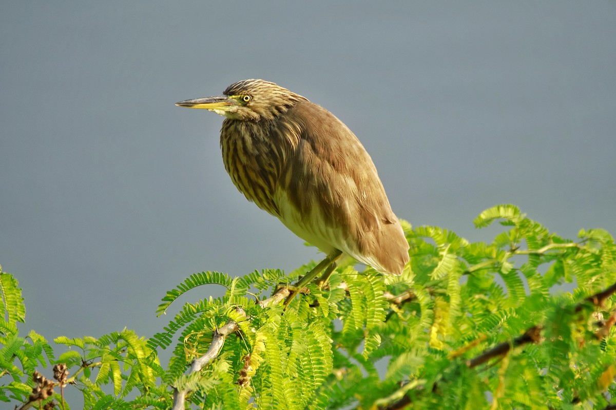 Paddyreiher - ML645831948