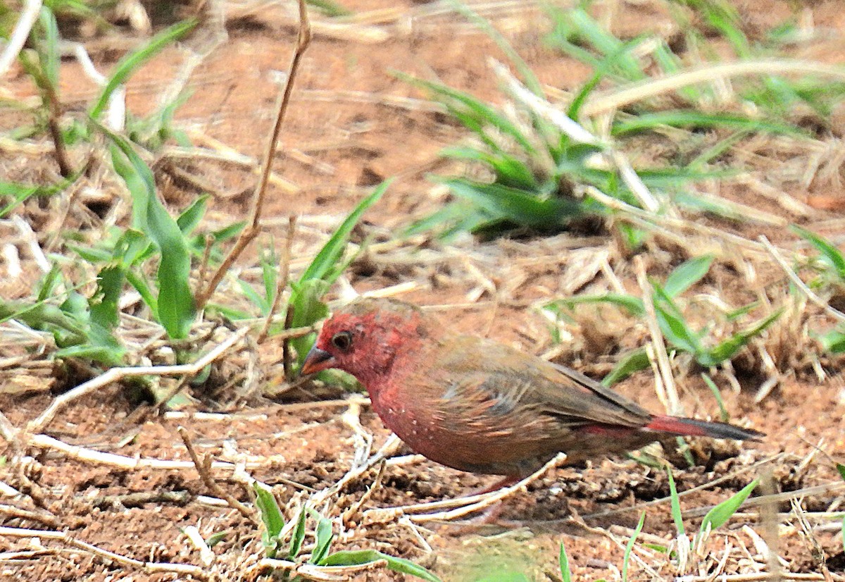 Senegalamarant - ML645831949