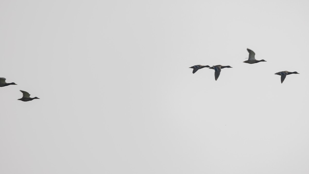 Stockente - ML645831950